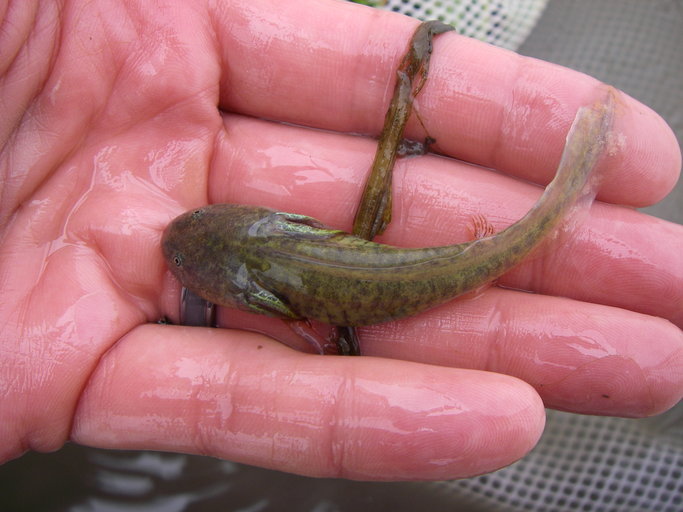 Image of California Tiger Salamander