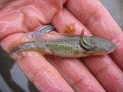 Image of California Tiger Salamander