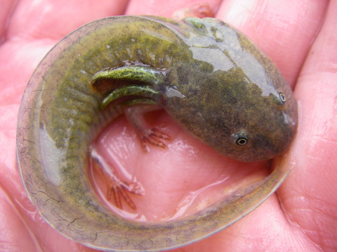 Image of California Tiger Salamander