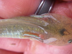 Image of California Tiger Salamander