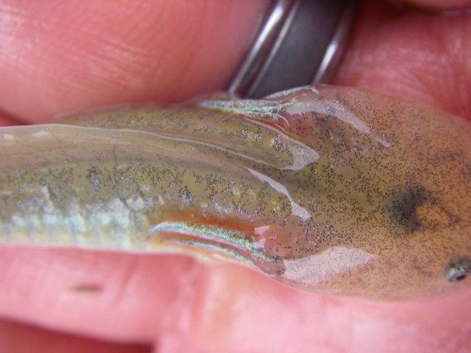 Image of California Tiger Salamander