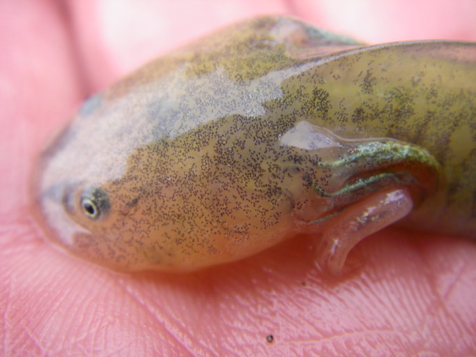 Image of California Tiger Salamander