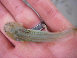 Image of California Tiger Salamander