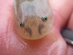 Image of California Tiger Salamander