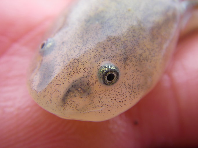 Image of California Tiger Salamander