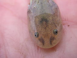 Image of California Tiger Salamander