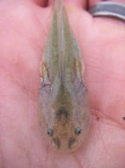 Image of California Tiger Salamander