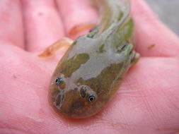 Image of California Tiger Salamander