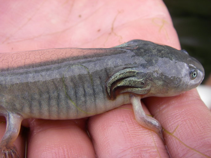 Image of California Tiger Salamander