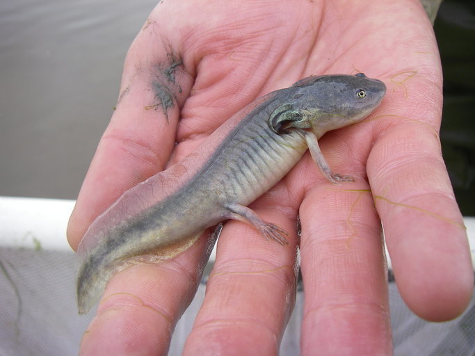 Image of California Tiger Salamander