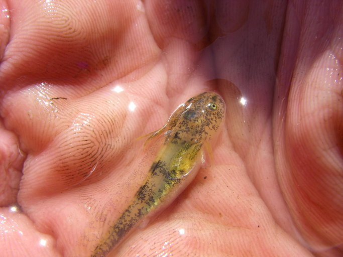 Image of California Tiger Salamander