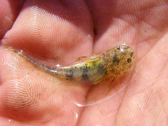 Image of California Tiger Salamander