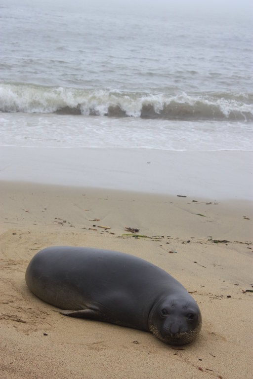 Image of Northern Elephant Seal