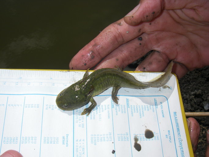 Image of California Tiger Salamander