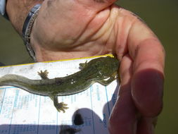 Image of California Tiger Salamander