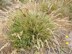 Image of Pacific hairgrass
