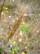 Image de Deschampsia cespitosa subsp. holciformis (J. Presl) W. E. Lawr.