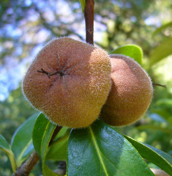 Слика од <i>Camellia pitardii</i> var. <i>yunnanica</i>