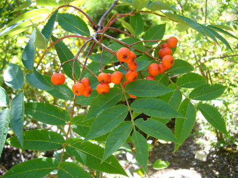 Image of Japanese Rowan