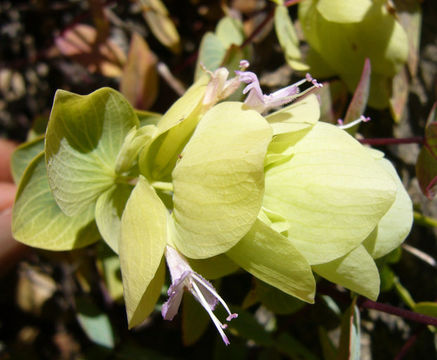 Image of Origanum rotundifolium Boiss.