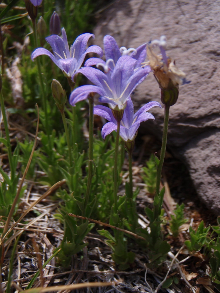 Image de Campanula wilkinsiana Greene