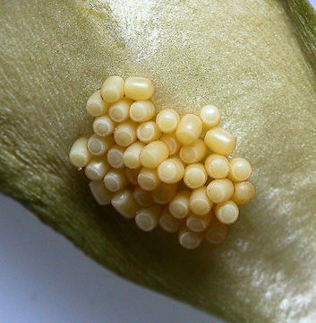 Image of Southern green stink bug