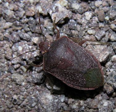 Image of Southern green stink bug