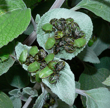 Image of Southern green stink bug