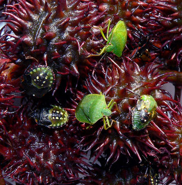 Image of Southern green stink bug