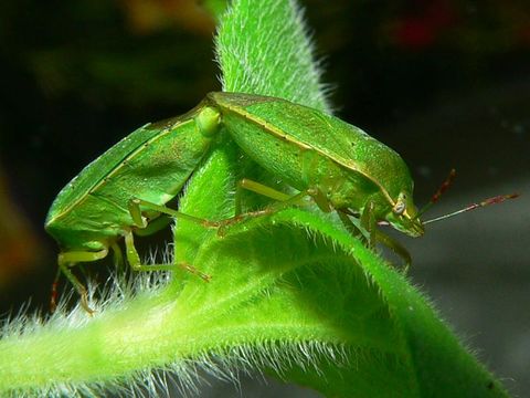 Image of Southern green stink bug