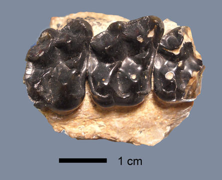 Image of Lambdotherium Cope 1880