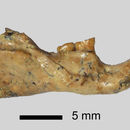 Image de <i>Miotomodon mayi</i>