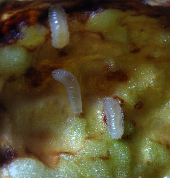 Image of Daylily gall midge