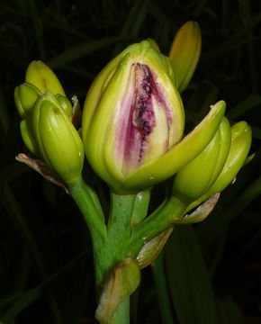 Image of Daylily gall midge