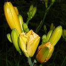 Image of Daylily gall midge