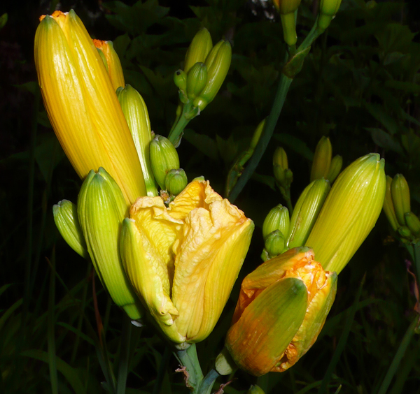 Image of Daylily gall midge