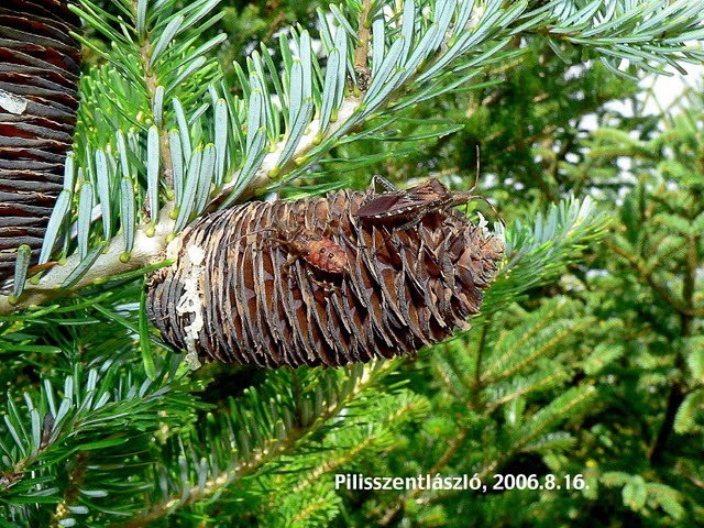Image of Western Conifer Seed Bug