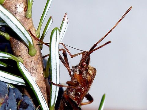 Image of Pine Seed Bug