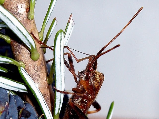 Sivun Leptoglossus occidentalis Heidemann 1910 kuva