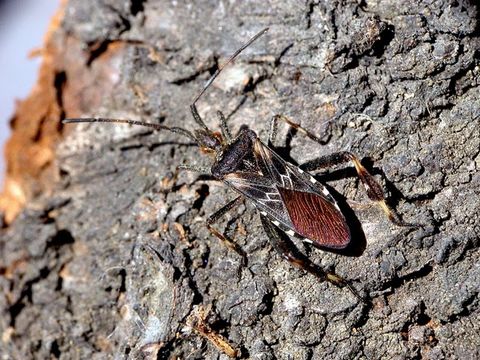 Image of Pine Seed Bug