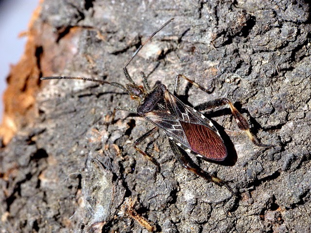 Sivun Leptoglossus occidentalis Heidemann 1910 kuva