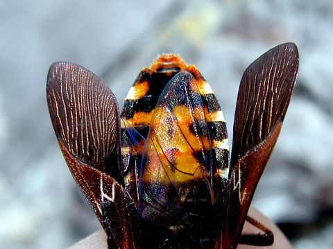 Image of Pine Seed Bug