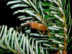 Imagem de Leptoglossus occidentalis Heidemann 1910