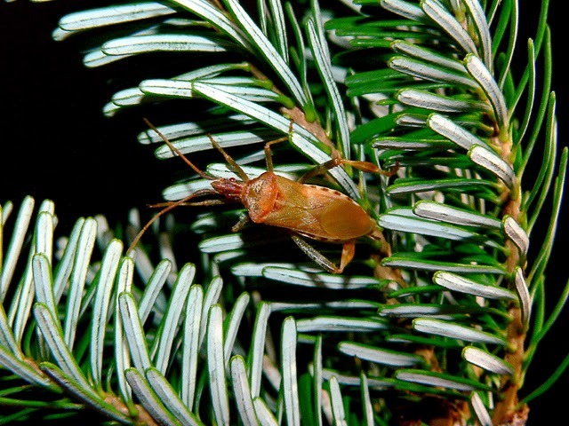 Image of Pine Seed Bug