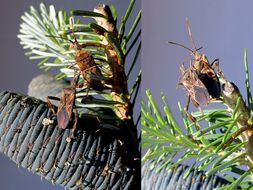 Image of Pine Seed Bug