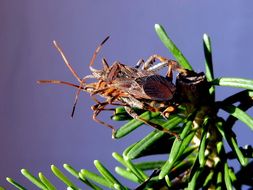 Image of Western Conifer Seed Bug
