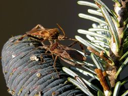 Imagem de Leptoglossus occidentalis Heidemann 1910