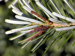 Image of Pine Seed Bug