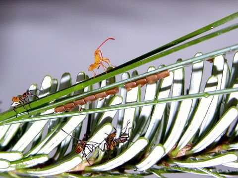 Image of Pine Seed Bug