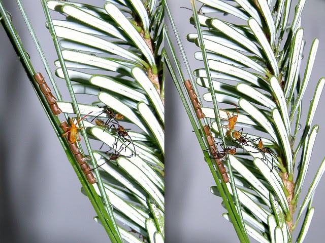 Sivun Leptoglossus occidentalis Heidemann 1910 kuva